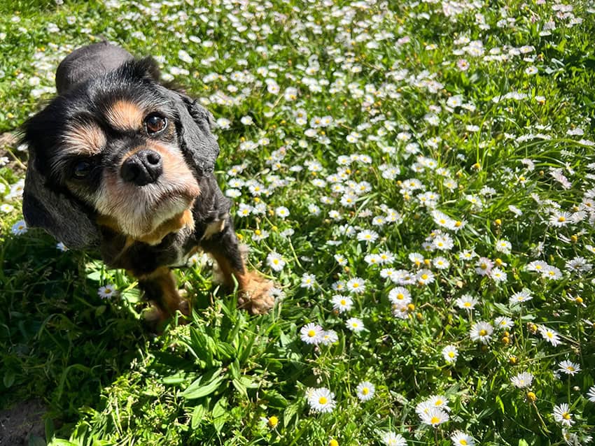 Daisyindaisys