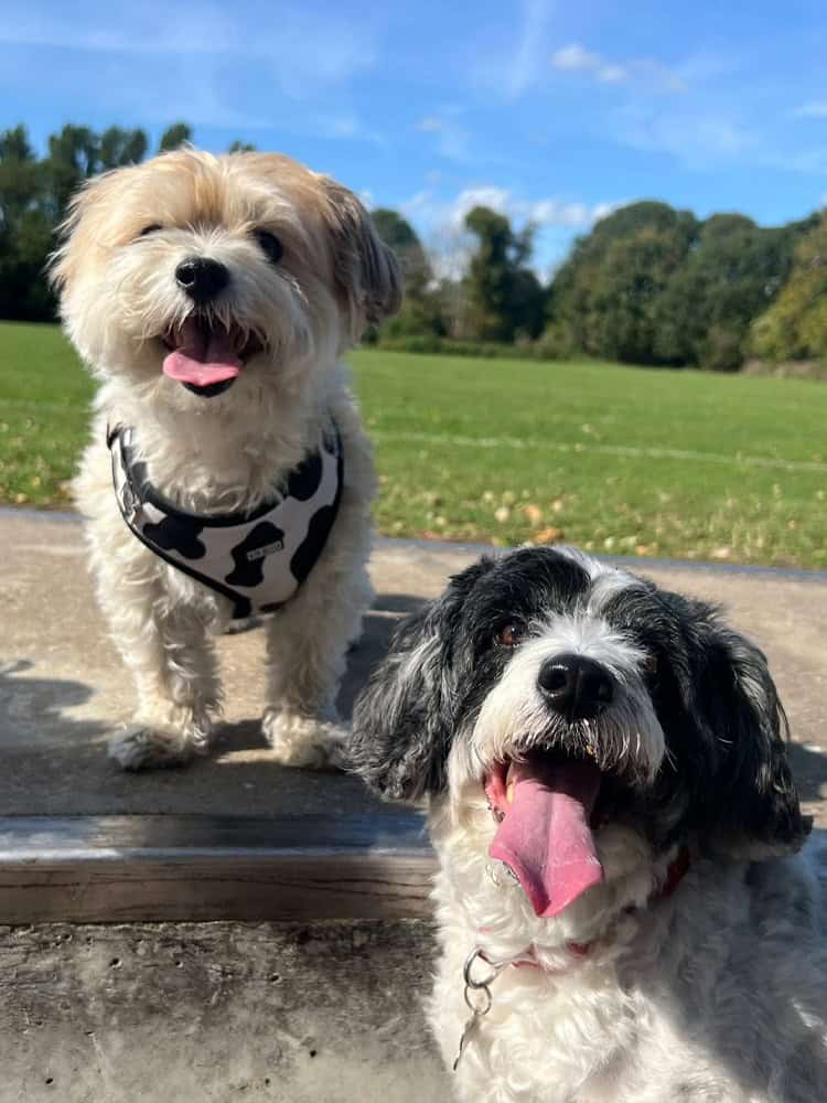 two dogs