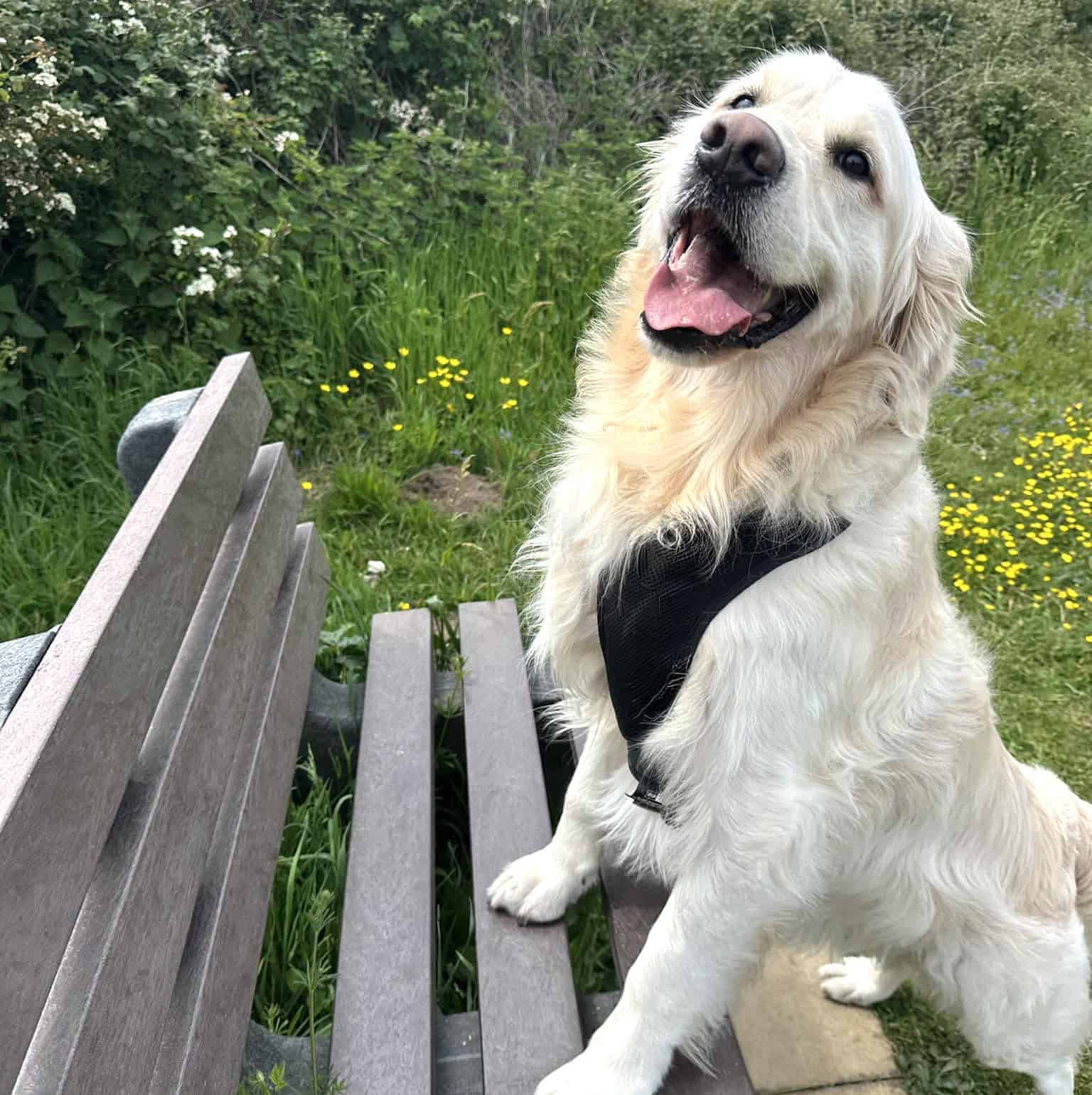 Professional dog walker Gorleston, Bradwell, Belton, Lound, Hopton, Corton, Gunton and Lowestoft Professional dog walker Gorleston, Bradwell, Belton, Lound, Hopton, Corton, Gunton and Lowestoft