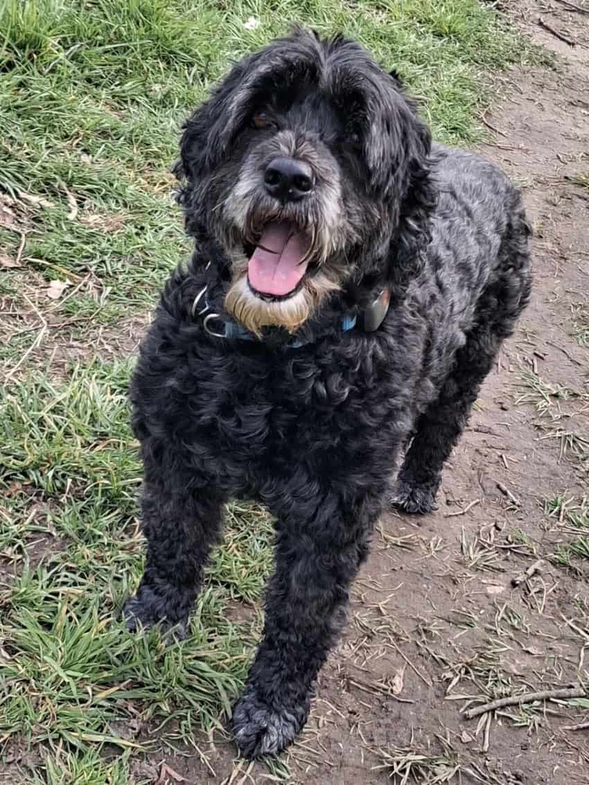 happy dog